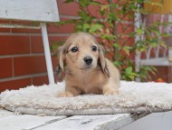 Kaninchen_Dachshund3031
