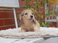 Kaninchen_Dachshund3032