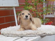 Kaninchen_Dachshund3036
