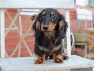 Kaninchen_Dachshund306