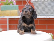 Kaninchen_Dachshund3060 Kaninchen_Dachshund3060