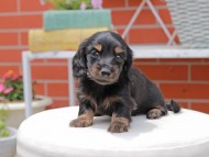 Kaninchen_Dachshund3067 Kaninchen_Dachshund3067