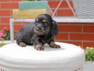 Kaninchen_Dachshund3069