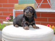 Kaninchen_Dachshund3071