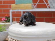 Kaninchen_Dachshund3077