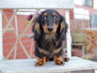 Kaninchen_Dachshund308