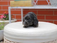 Kaninchen_Dachshund3089