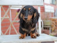 Kaninchen_Dachshund309
