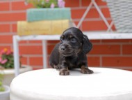 Kaninchen_Dachshund3096