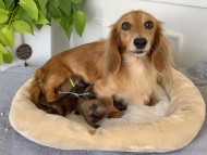 Kaninchen_Dachshund3 Kaninchen_Dachshund3