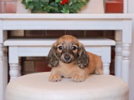 Kaninchen_Dachshund31.29