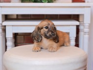 Kaninchen_Dachshund31.35-2 Kaninchen_Dachshund31.35-2