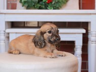 Kaninchen_Dachshund31.55