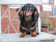 Kaninchen_Dachshund310
