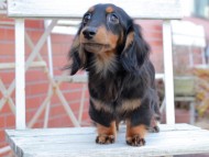 Kaninchen_Dachshund311