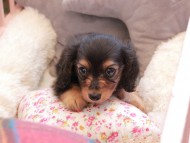 Kaninchen_Dachshund311 Kaninchen_Dachshund311