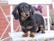 Kaninchen_Dachshund313