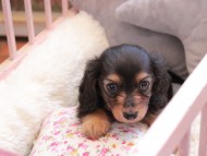 Kaninchen_Dachshund313