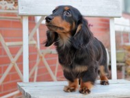 Kaninchen_Dachshund314 Kaninchen_Dachshund314