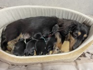 Kaninchen_Dachshund3