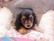 Kaninchen_Dachshund315