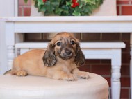 Kaninchen_Dachshund32.01-2