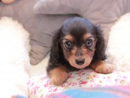 Kaninchen_Dachshund321