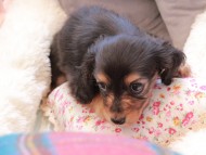 Kaninchen_Dachshund327