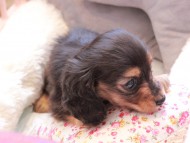 Kaninchen_Dachshund328