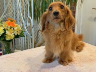 Kaninchen_Dachshund33