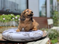 Kaninchen_Dachshund3401 Kaninchen_Dachshund3401