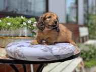 Kaninchen_Dachshund3403 Kaninchen_Dachshund3403