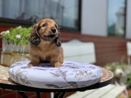 Kaninchen_Dachshund3404 Kaninchen_Dachshund3404