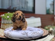 Kaninchen_Dachshund3405