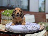Kaninchen_Dachshund3406 Kaninchen_Dachshund3406