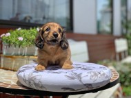 Kaninchen_Dachshund3407 Kaninchen_Dachshund3407