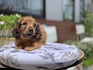 Kaninchen_Dachshund3410 Kaninchen_Dachshund3410