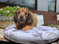 Kaninchen_Dachshund3411 Kaninchen_Dachshund3411