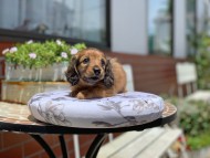 Kaninchen_Dachshund3417 Kaninchen_Dachshund3417