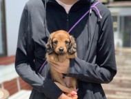 Kaninchen_Dachshund3419 Kaninchen_Dachshund3419