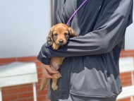 Kaninchen_Dachshund3422 Kaninchen_Dachshund3422