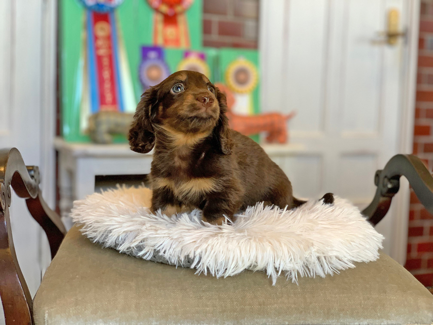 カニンヘン ダックスフンド カヌレ ＆ ブルースの子犬 ブラウンタン（チョコタン） 男の子