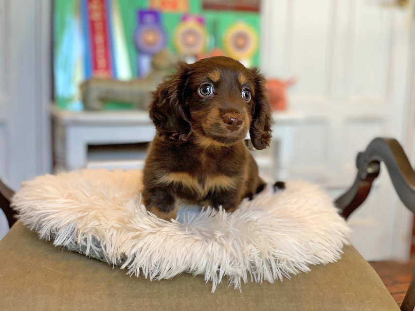 カニンヘン ダックスフンド カヌレ ＆ ブルースの子犬 ブラウンタン（チョコタン） 男の子