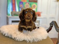 Kaninchen_Dachshund3528