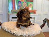 Kaninchen_Dachshund3529