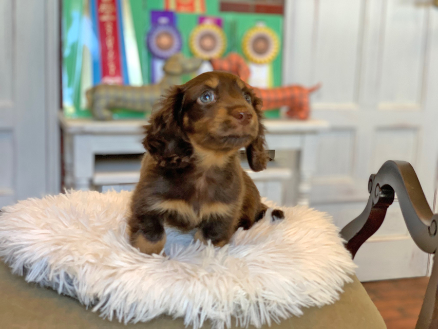 カニンヘン ダックスフンド カヌレ ＆ ブルースの子犬 ブラウンタン（チョコタン） 男の子