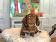 Kaninchen_Dachshund3534
