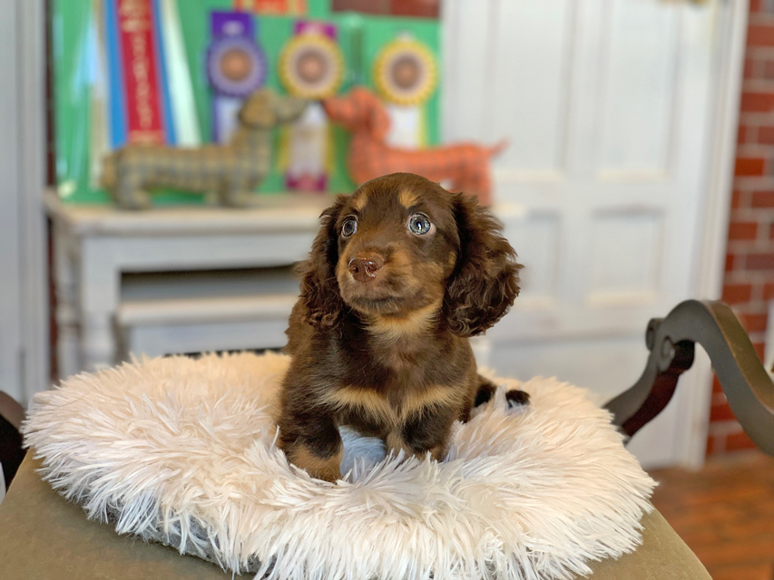 カニンヘン ダックスフンド カヌレ ＆ ブルースの子犬 ブラウンタン（チョコタン） 男の子
