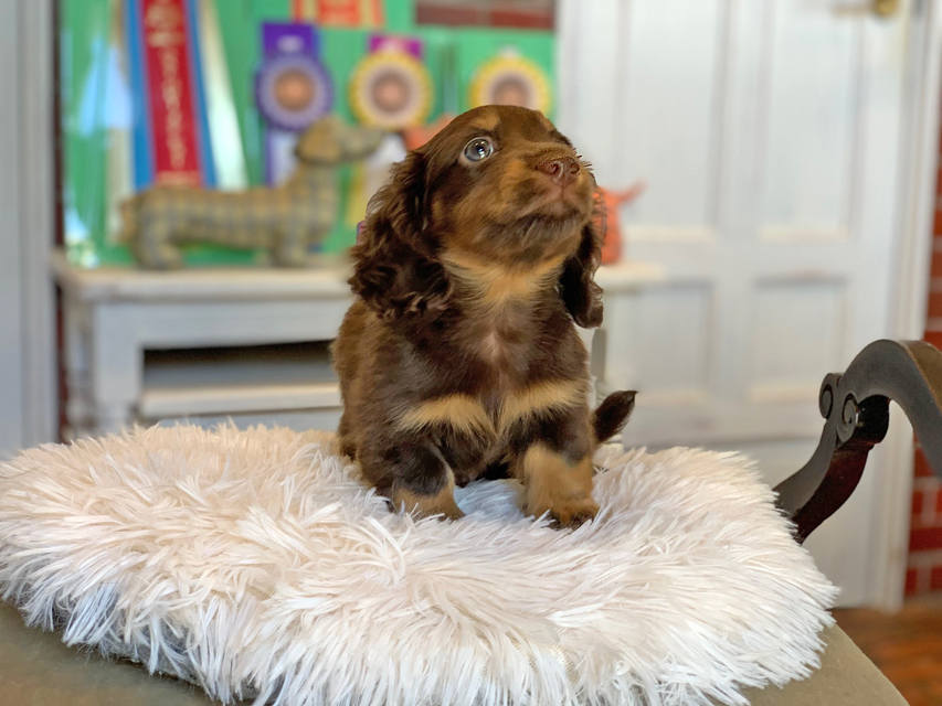 カニンヘン ダックスフンド カヌレ ＆ ブルースの子犬 ブラウンタン（チョコタン） 男の子
