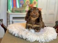 Kaninchen_Dachshund3542
